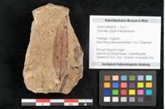 Foto (Objekt + Etikett) von Xylomites zizyphi Ettingshausen (NHMW-GEO-2024-0188-8202)